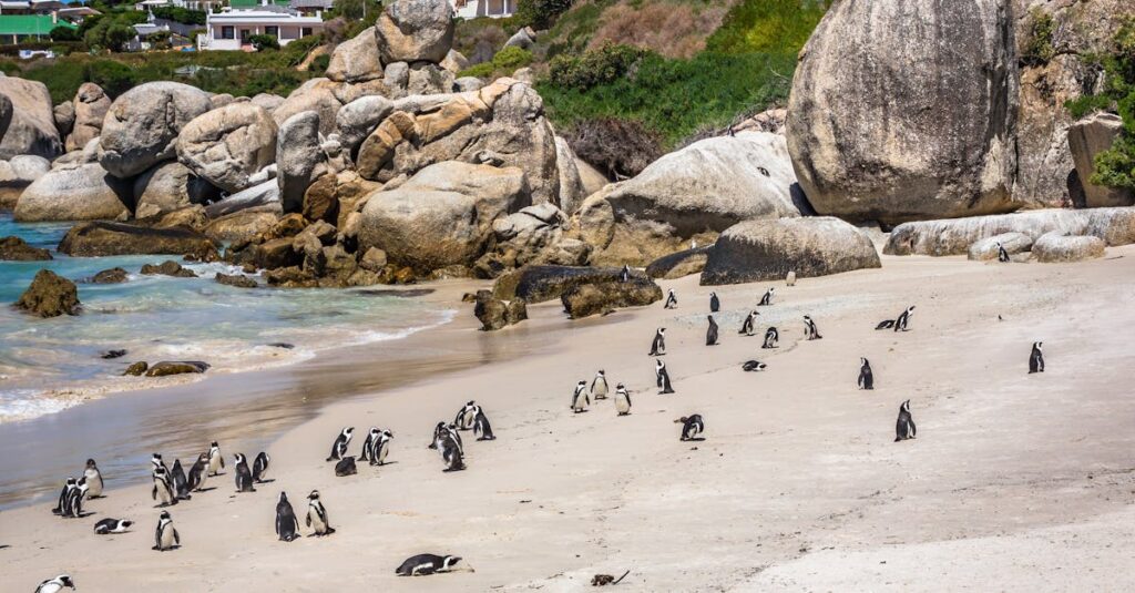 African penguins roam freely on the sunny shores of Boulders Beach, surrounded by large rocks and a vibrant backdrop.